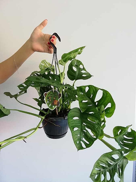 Armenbotanik Monstera Obliqua Deve Tabani Fiyati