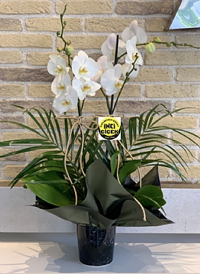 Beyaz orkide zenle sslenmi