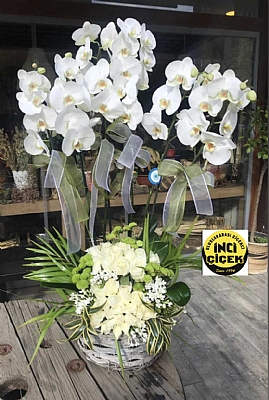 Beyaz orkide ve arajmanmz 6 dal orkide ve arajman