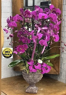 Mor orkide arajman 6 dal
