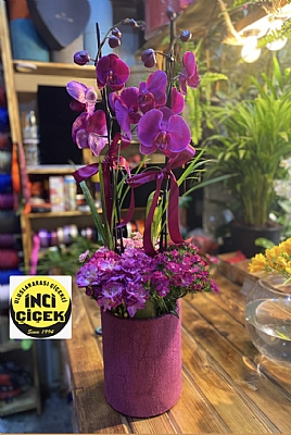 Mor orkide mor kadife yuvarlak kutusunda 