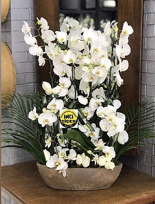 Orkide 6 dal ve arajman