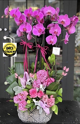 Mor 4 orkide ve alt ta ii arajmanmz