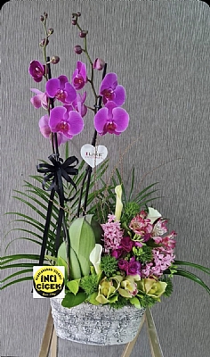 Mor orkide zel sakssnda arajman