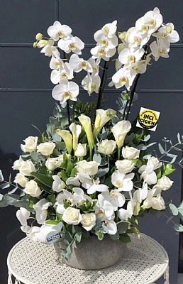 4 orkide ve alt muhteem beyaz arajman