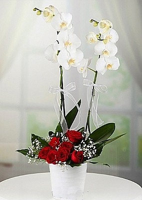 ORKDE VE ALTINDA KIRMIZ GL